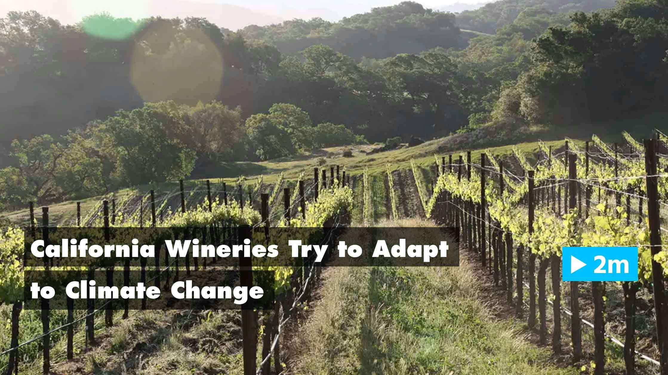 California wineries try to adapt to climate change