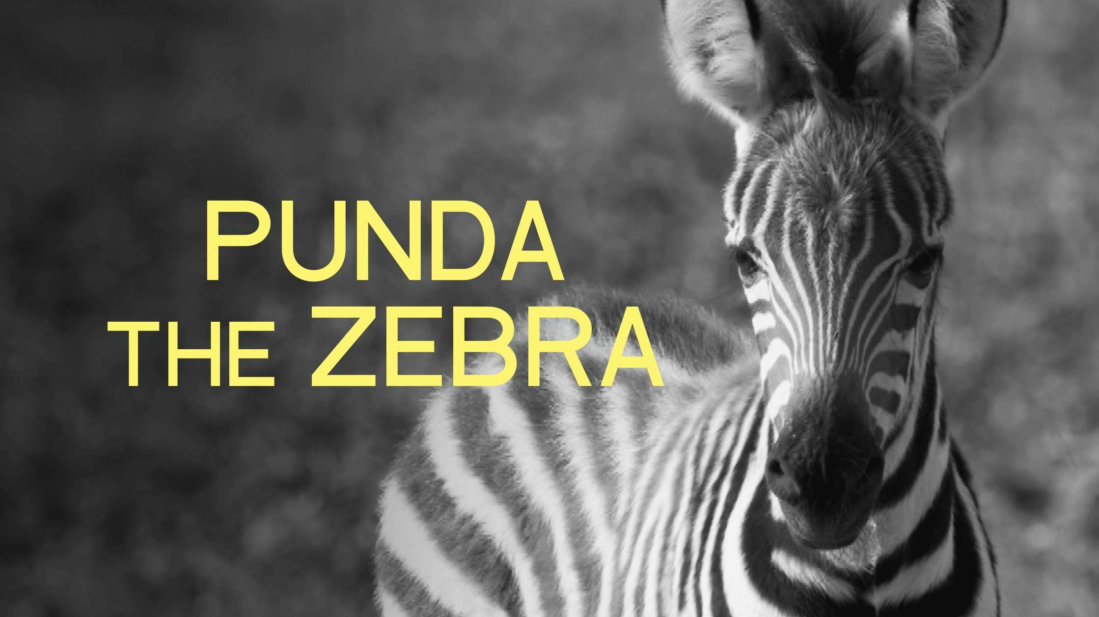 Punda The Zebra