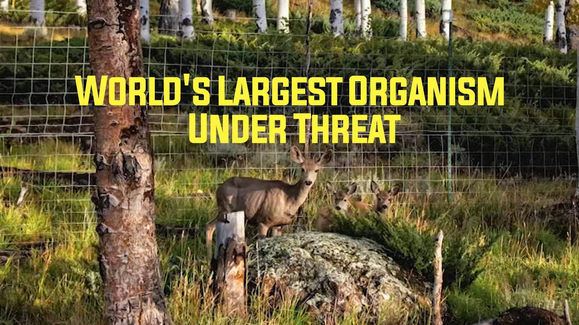 World's Largest Organism Under Threat
