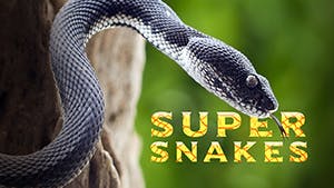Super Snakes
