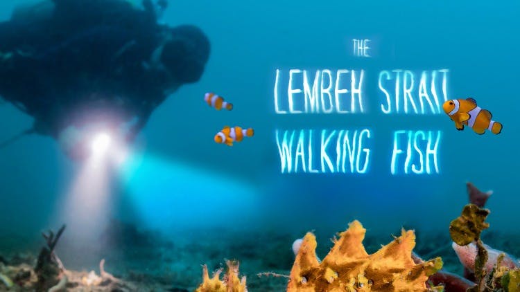 The Lembeh Strait Walking Fish
