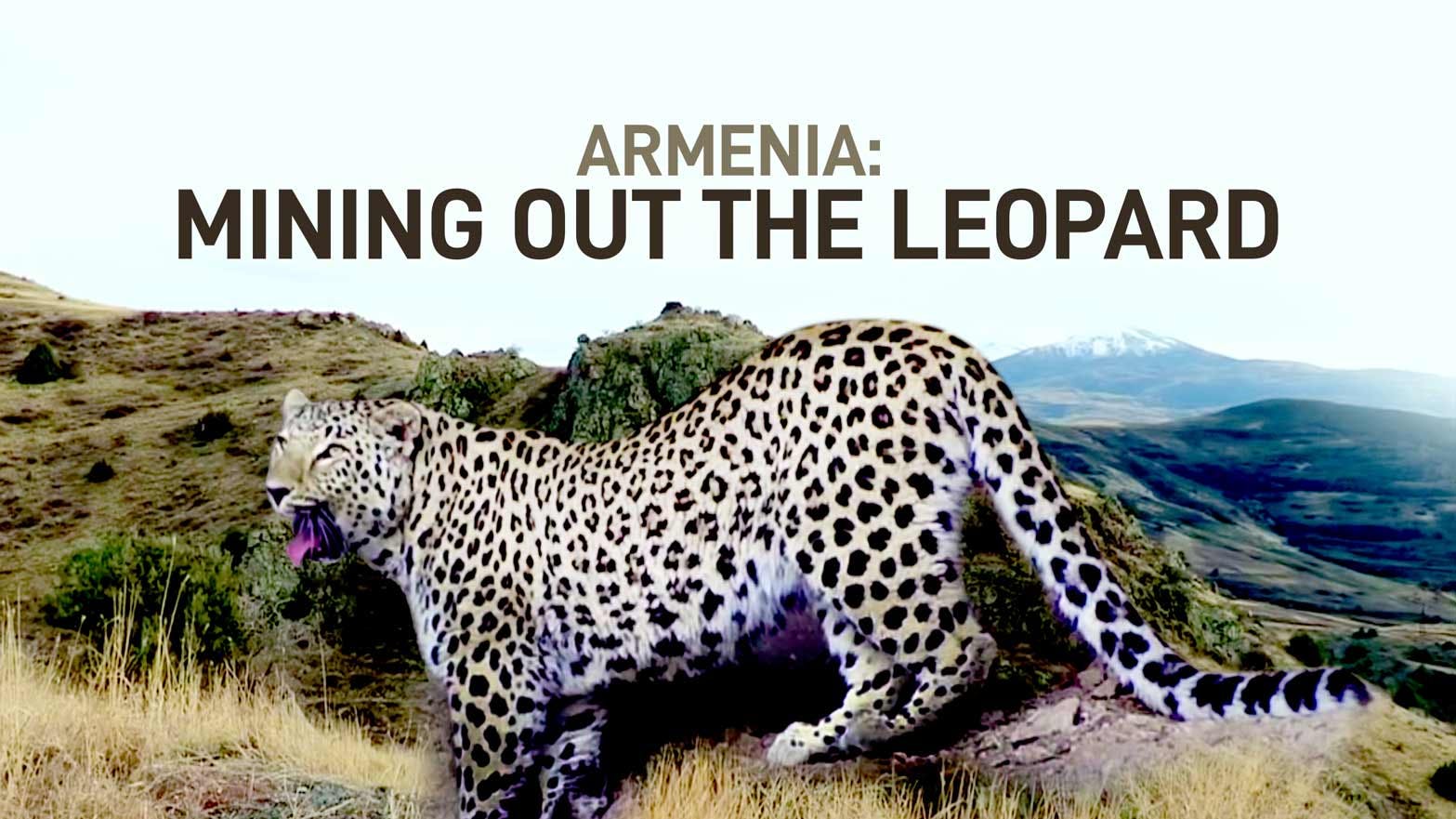 Armenia: Mining Out the Leopard