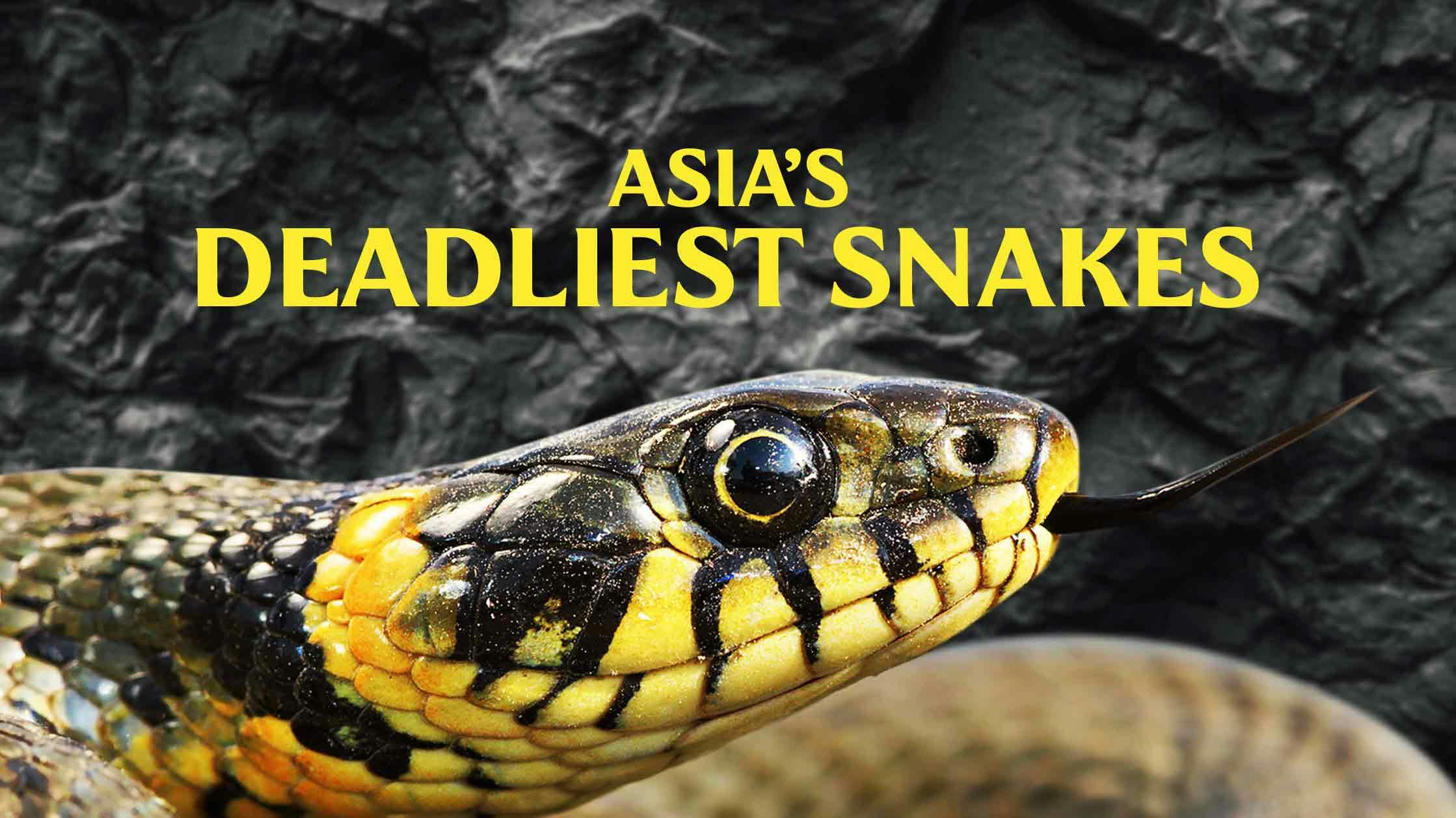 Asia's Deadliest Snakes