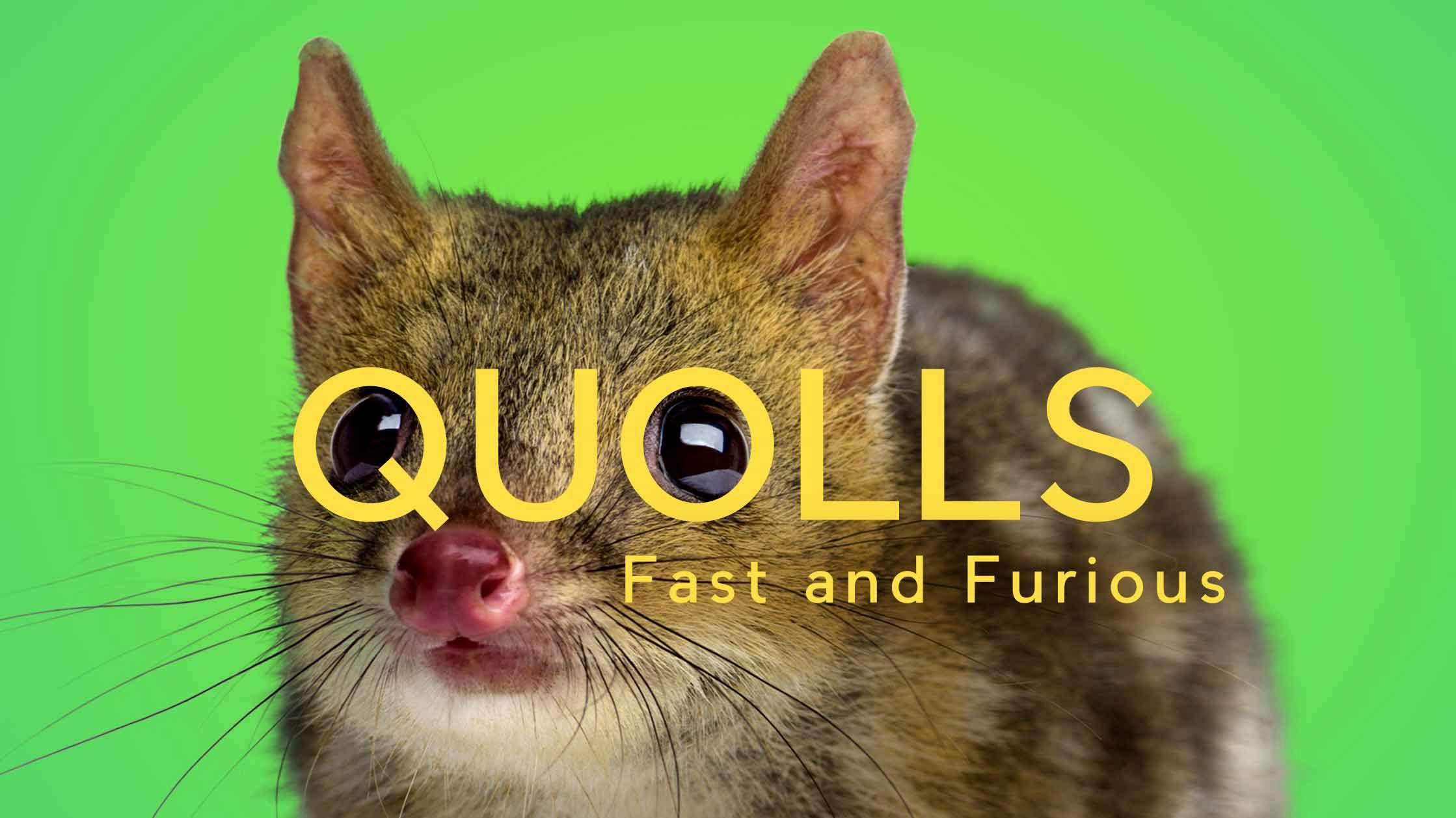 Quolls: Fast & Furious
