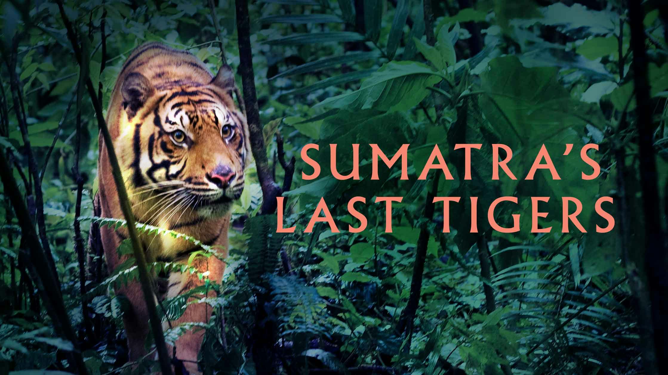 Sumatra's Last Tigers