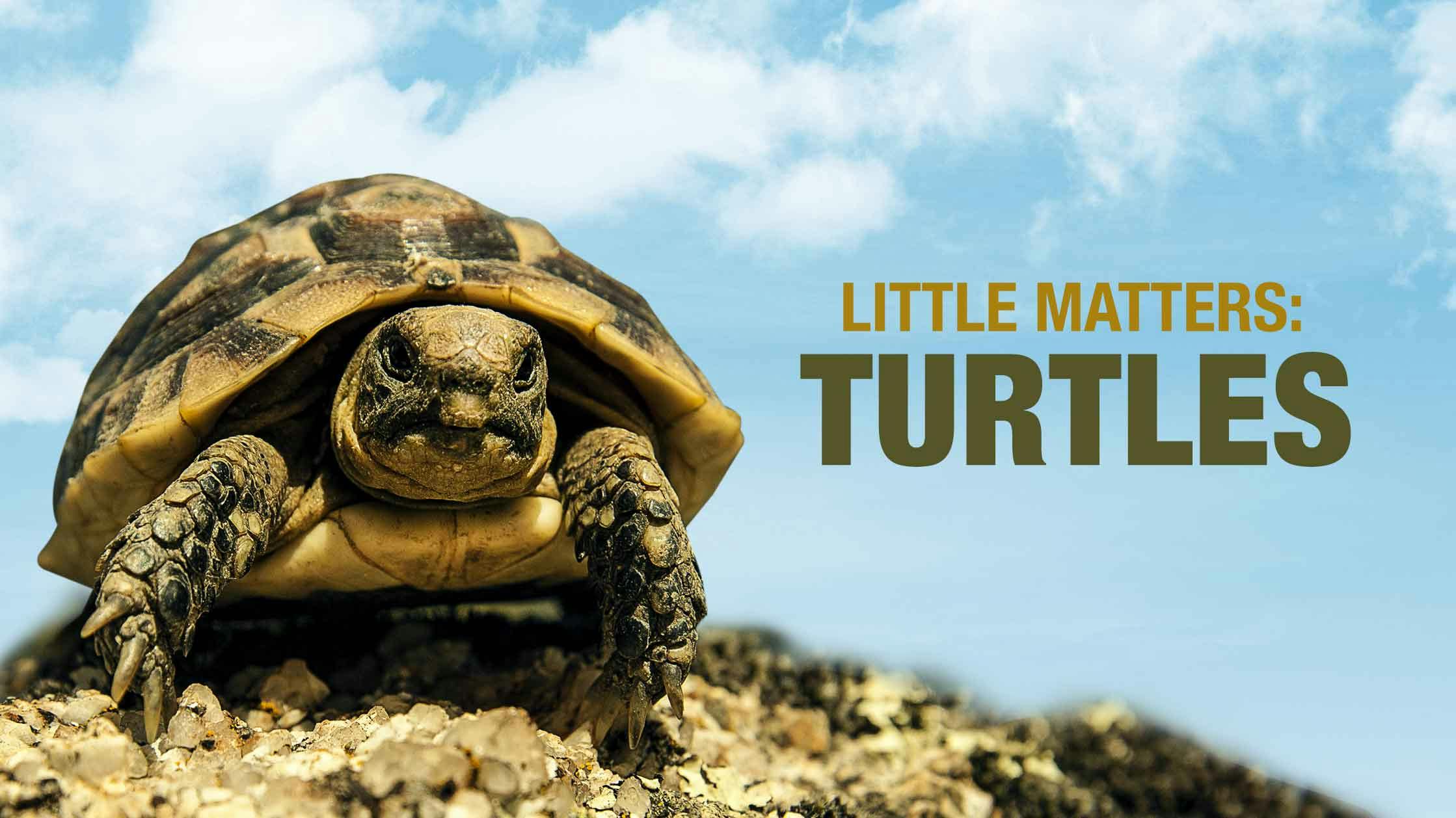 Little Matters: Turtles
