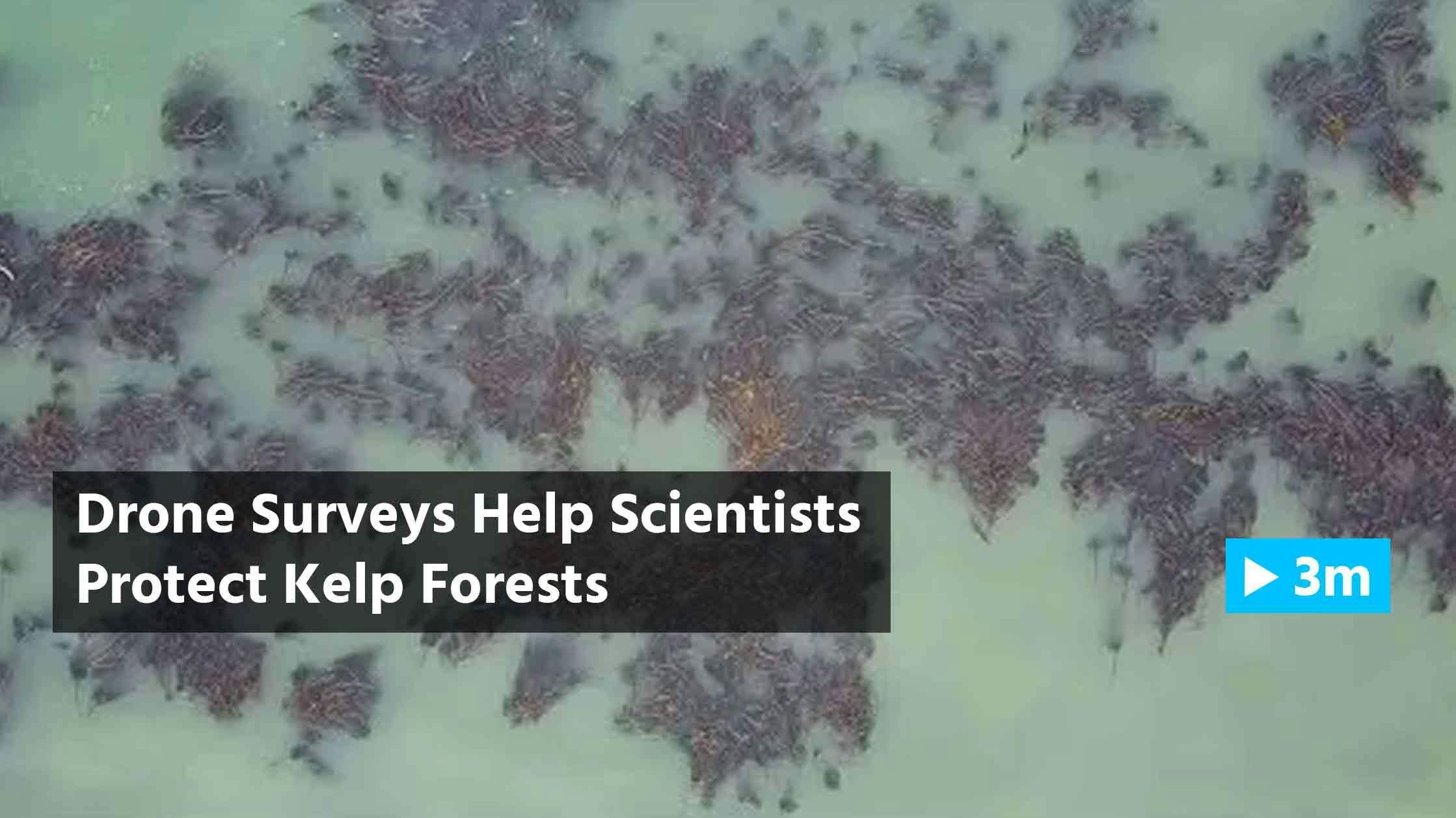 Reuters Report: Drone surveys help scientists protect kelp forests