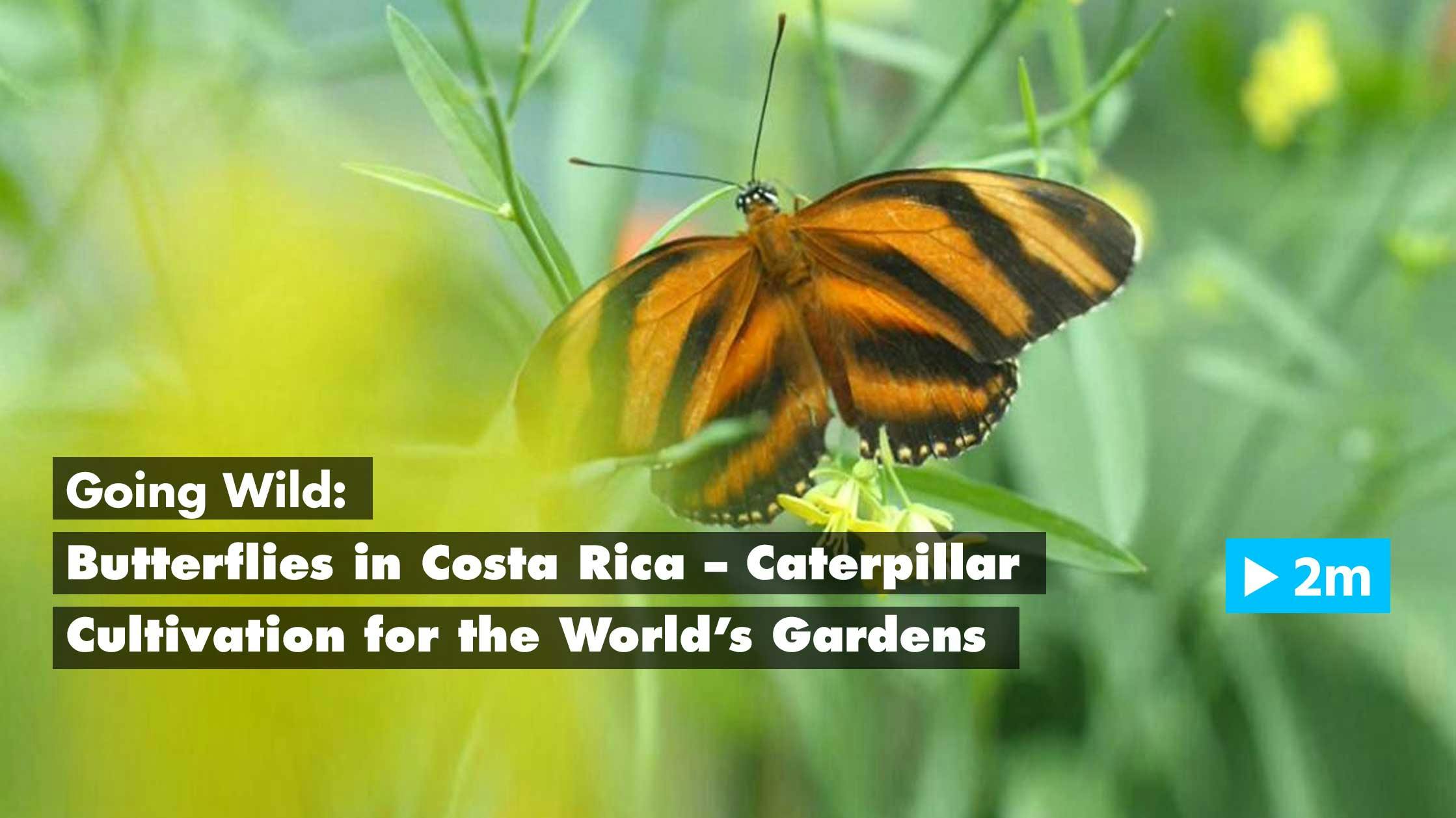 Going Wild: Butterflies in Costa Rica – Caterpillar Cultivation for the World’s Gardens