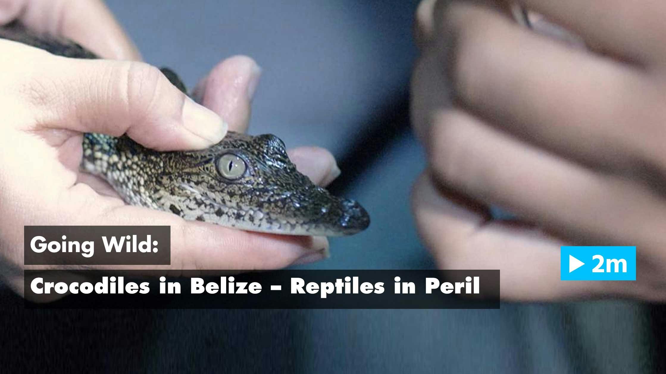 Going Wild: Crocodiles in Belize – Reptiles in Peril