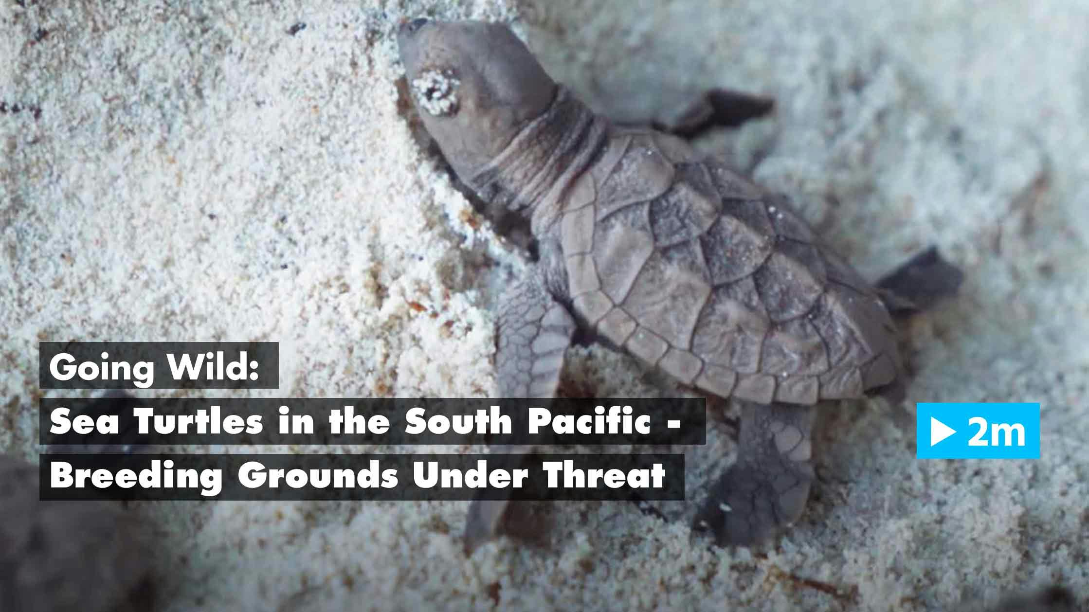 Going Wild: Sea Turtles in the South Pacific – Breeding Grounds Under Threat