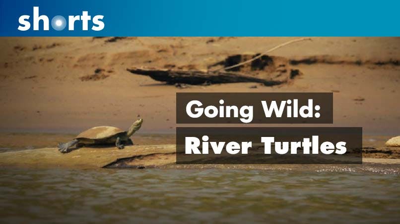 Going Wild: Peru River Turtles