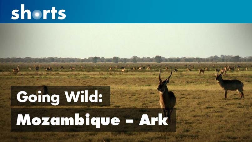 Going Wild: Mozambique Ark