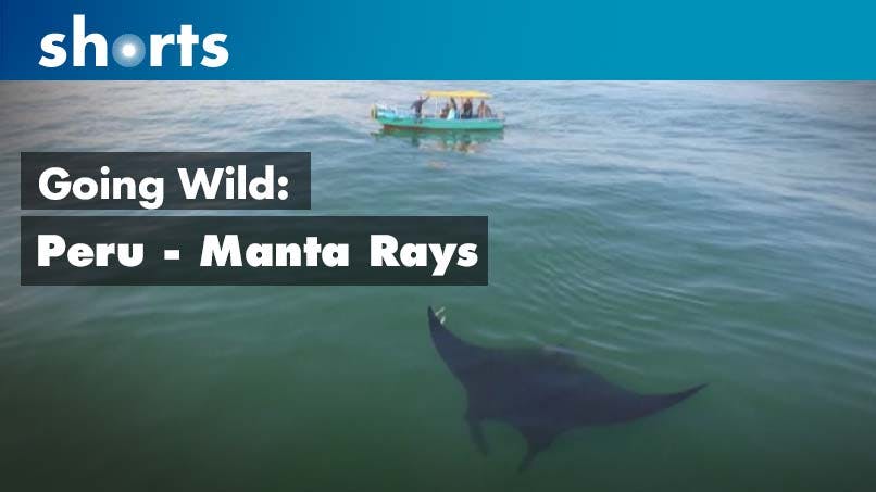 Going Wild: Peru Manta Rays