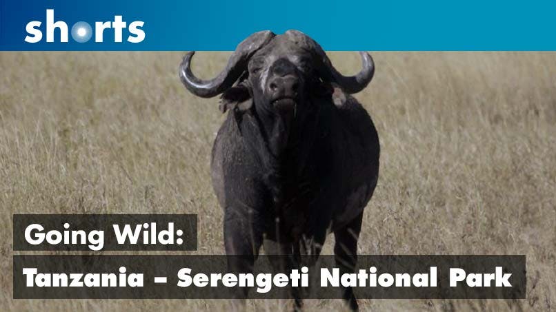 Going Wild: Tanzania Serengeti National Park