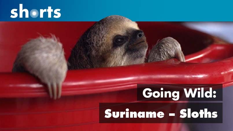 Going Wild: Suriname Sloths