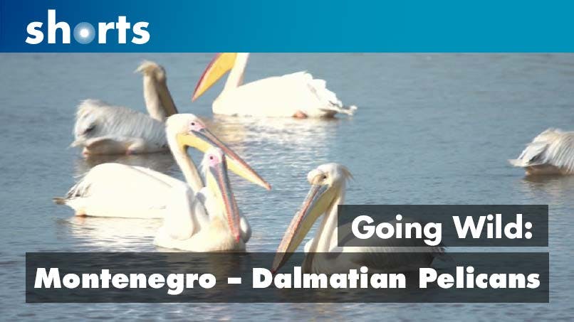 Going Wild: Montenegro Dalmation Pelicans