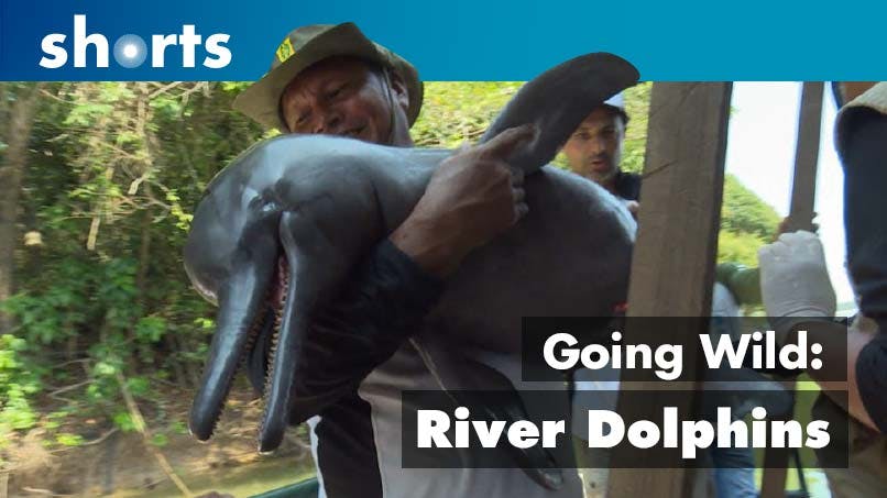 Going Wild: Brazil River Dolphin