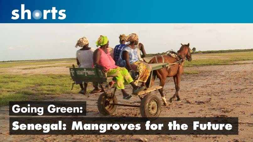 Going Green: Senegal mangroves for the future