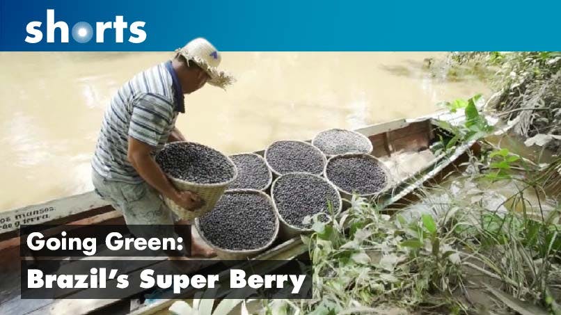 Going Green: Brazil's Super Berry