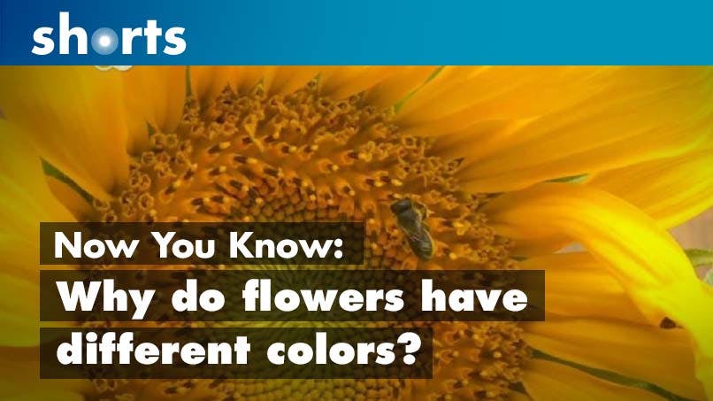 Now You Know: Why do flowers have different colours?