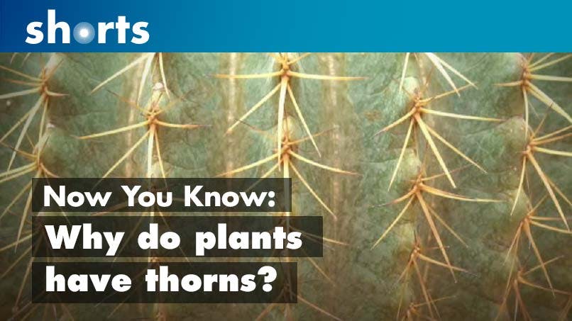 Now You Know: Why do plants have thorns?